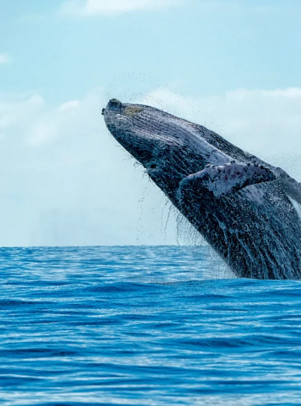 GCH-whale-watching-sri-lanka
